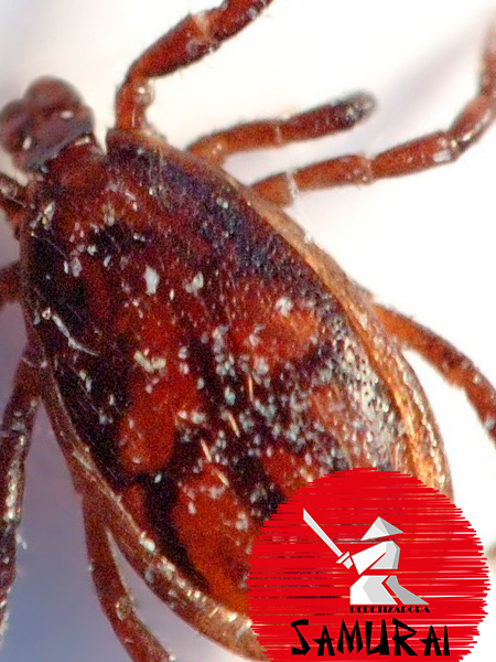 Dedetização de Carrapato