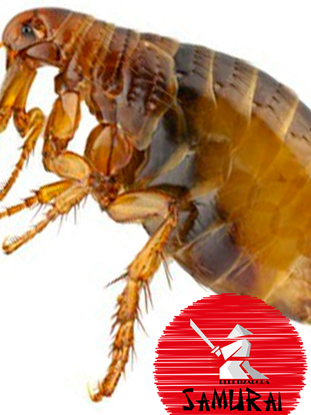 Dedetização de Pulgas